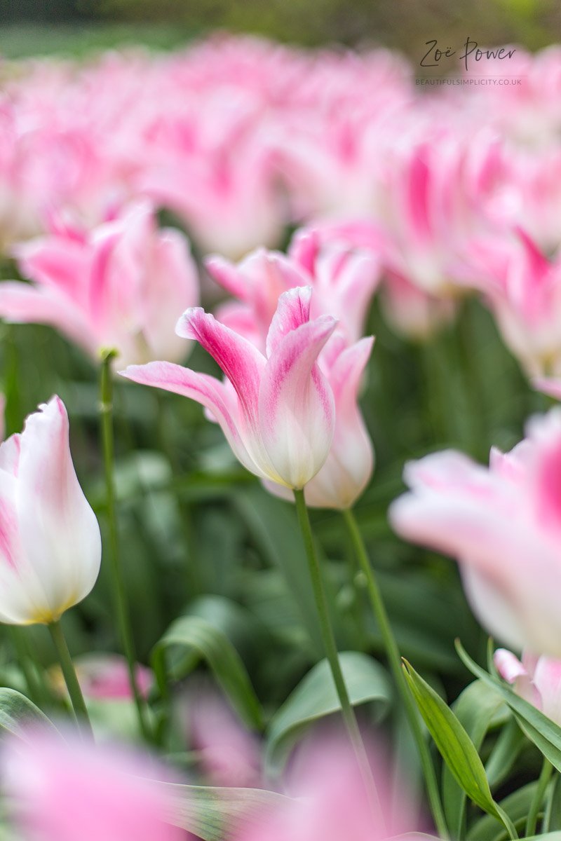 Rows of pink tulips at Montacute House