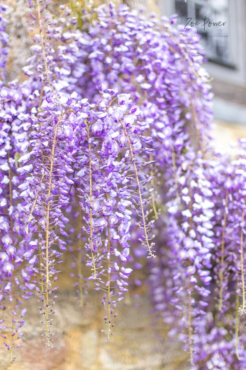 Cascades of Wisteria at Montacute House