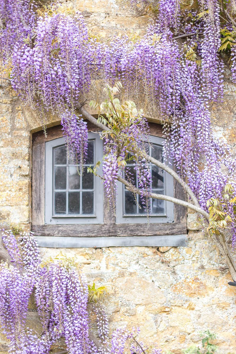 Wisteria at Montacute House 8894