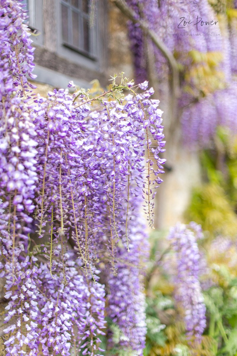 Beautiful Wisteria at Montacute House 8916