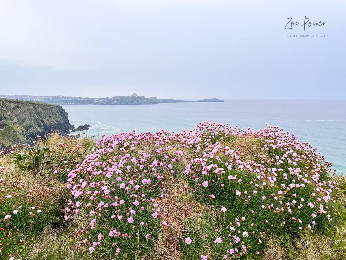 Sea Thrift on the cliff path to Newquay