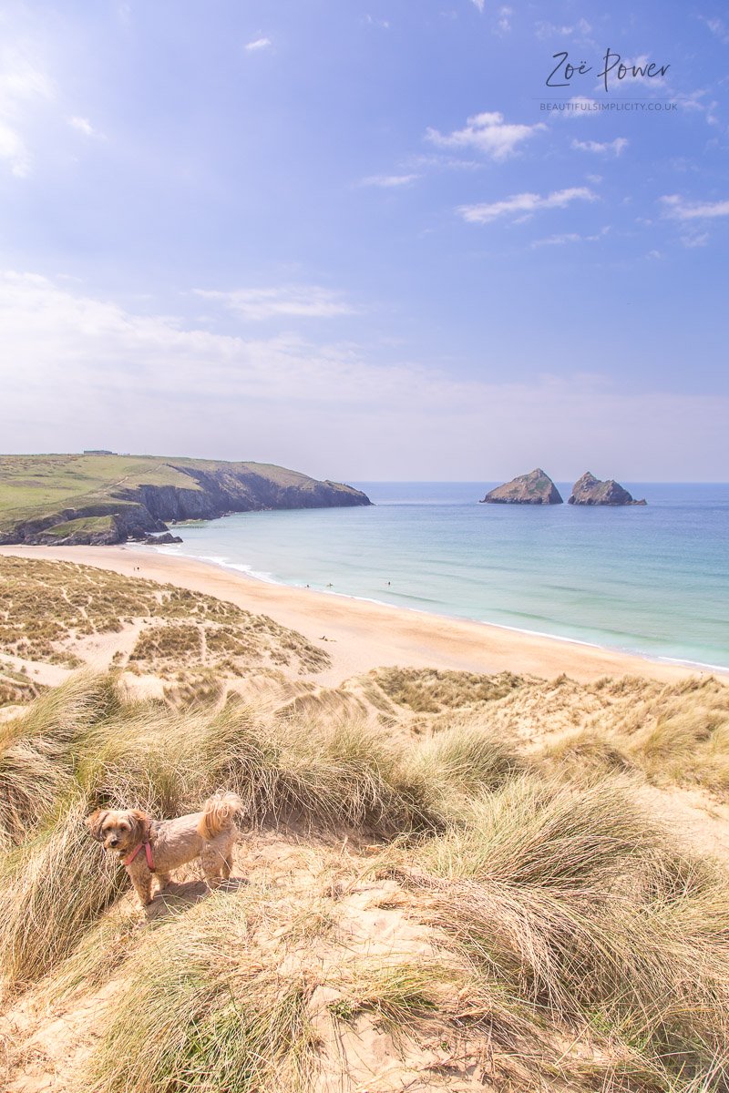 Misty in the sand dunes at Holywell Bay, Cornwall