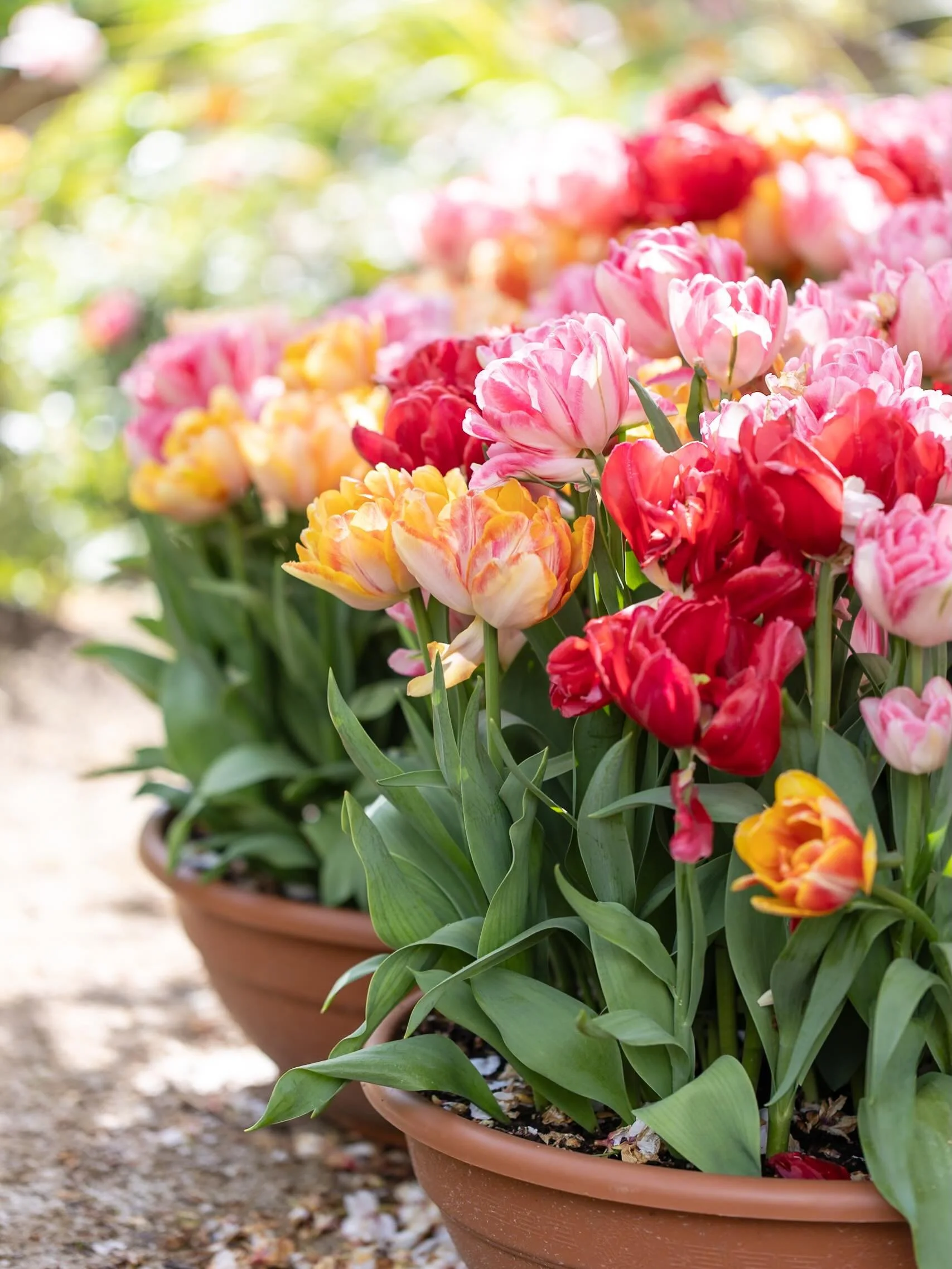 Hello folks! Hope you&rsquo;re all surviving the heat on this roasting hot Bank Holiday weekend. I&rsquo;m finally getting to do a bit of photo editing and wanted to share some photos from the absolutely gorgeous @arundelcastleuk Tulip Festival back 