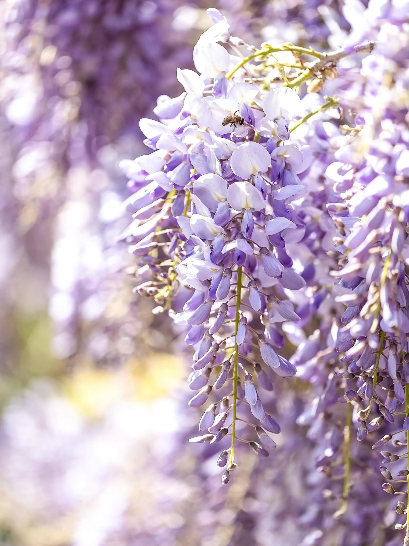 A flashback to the beautiful Wisteria at Montacute House back in April. We usually stop off here on the long journey down to Cornwall and the camera comes straight out! Only just had a chance to catch-up with some editing, so please forgive the out o