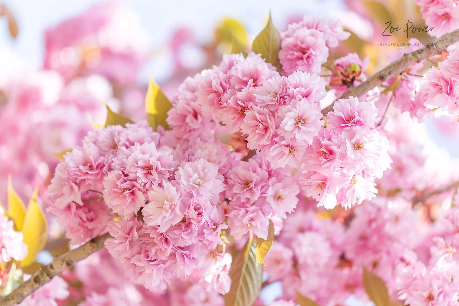 Cherry blossom branch close-up