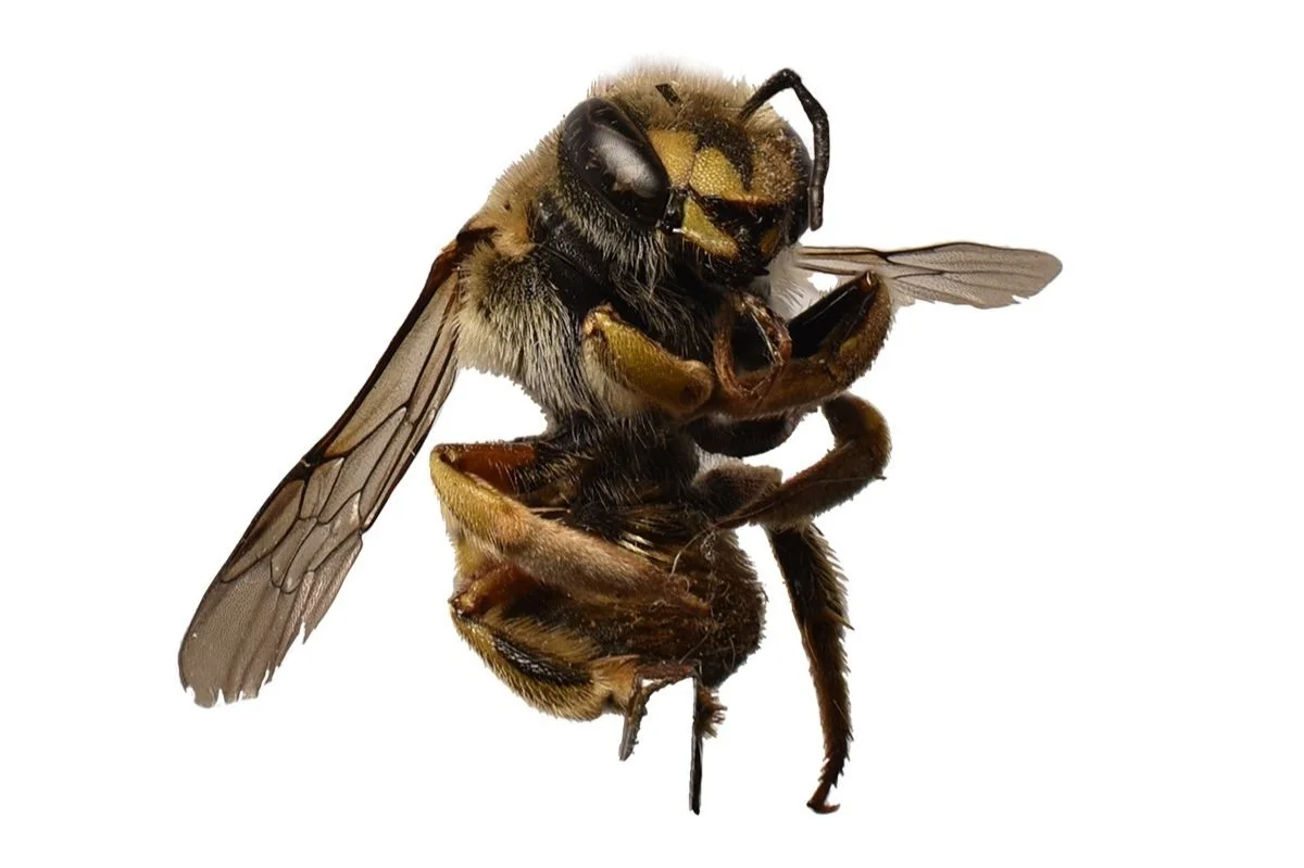 bee+out.jpg