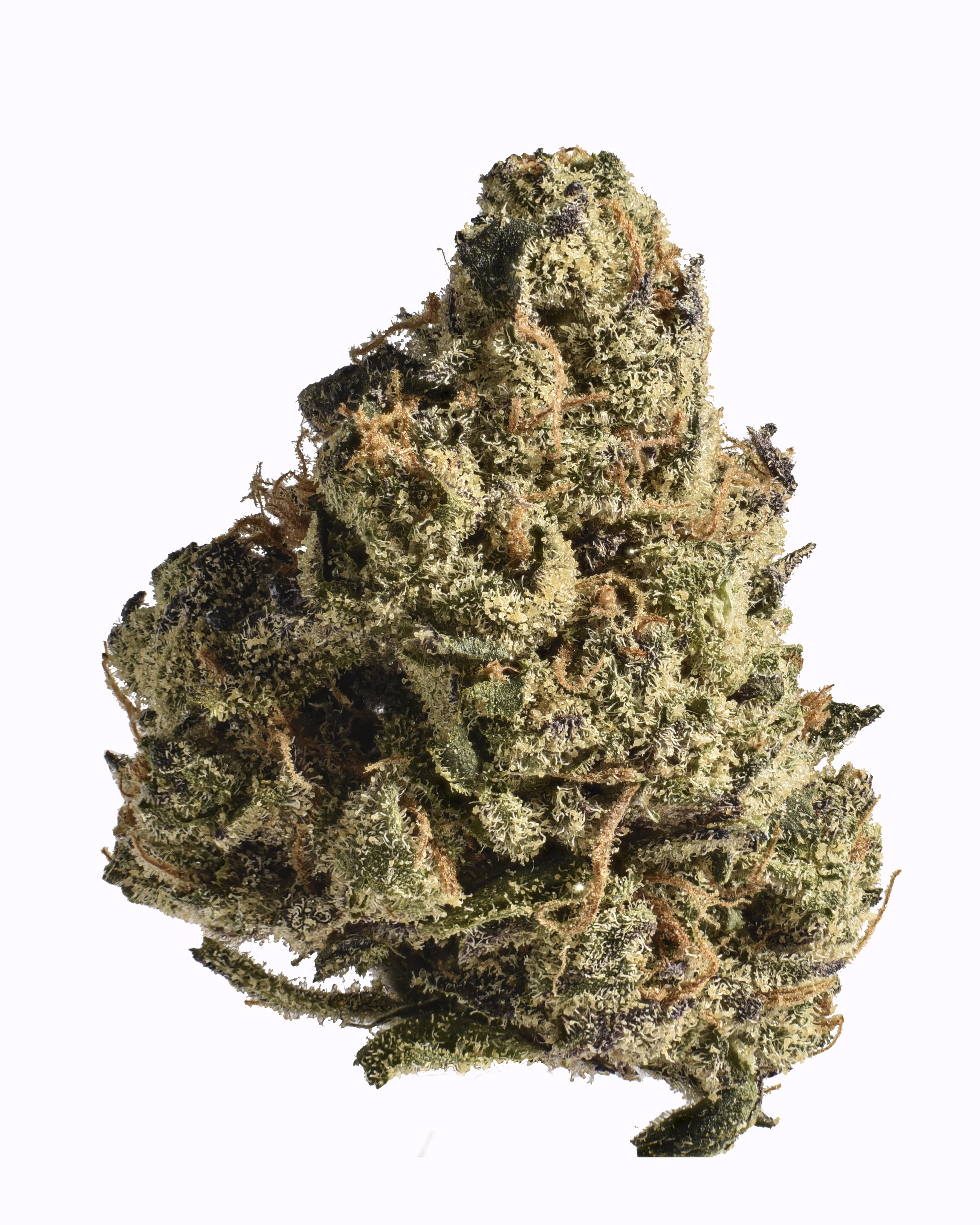 HYPA the Biz-2.jpg