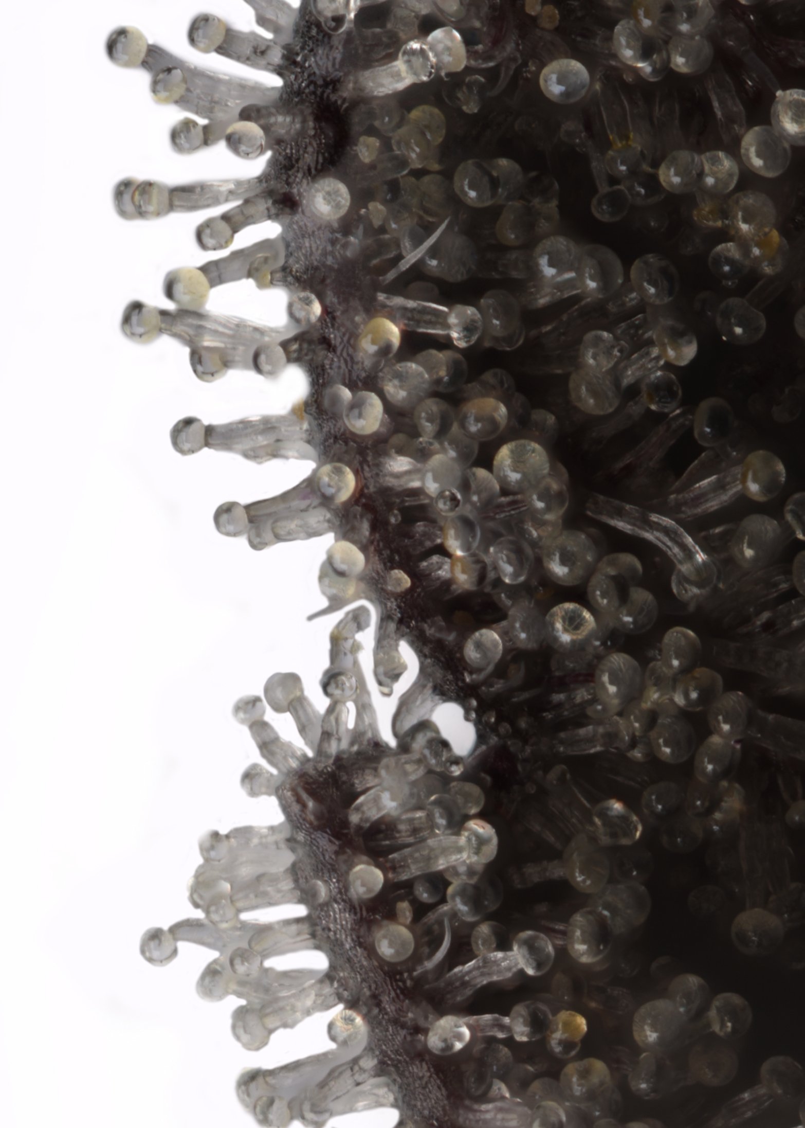 purple diesel macro.jpg