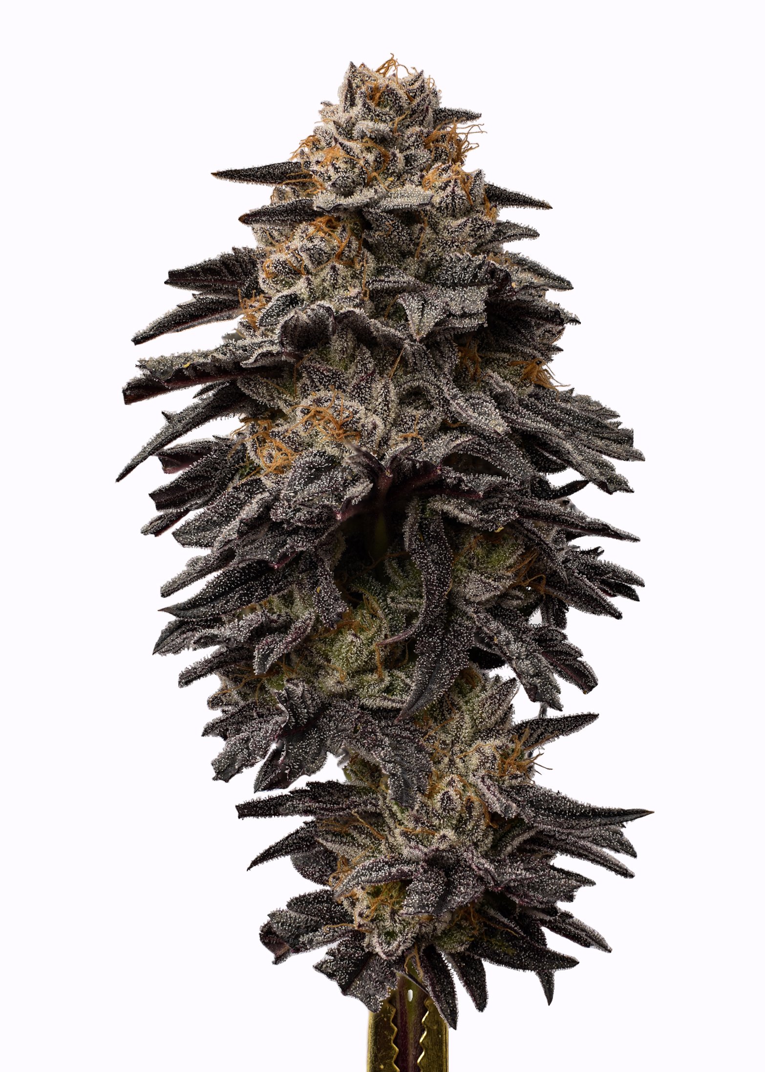 purple dream.jpg