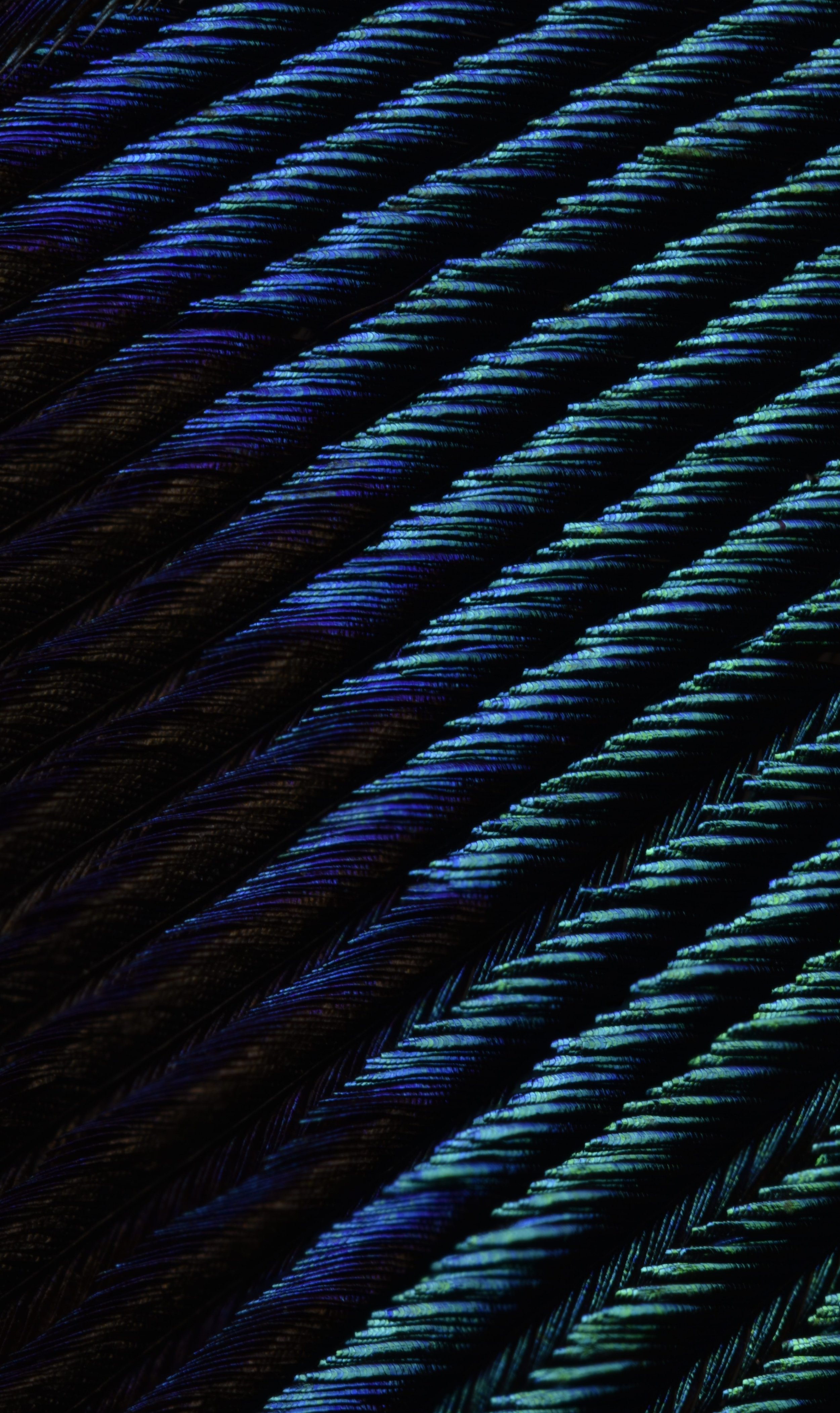 pecock macro.jpg
