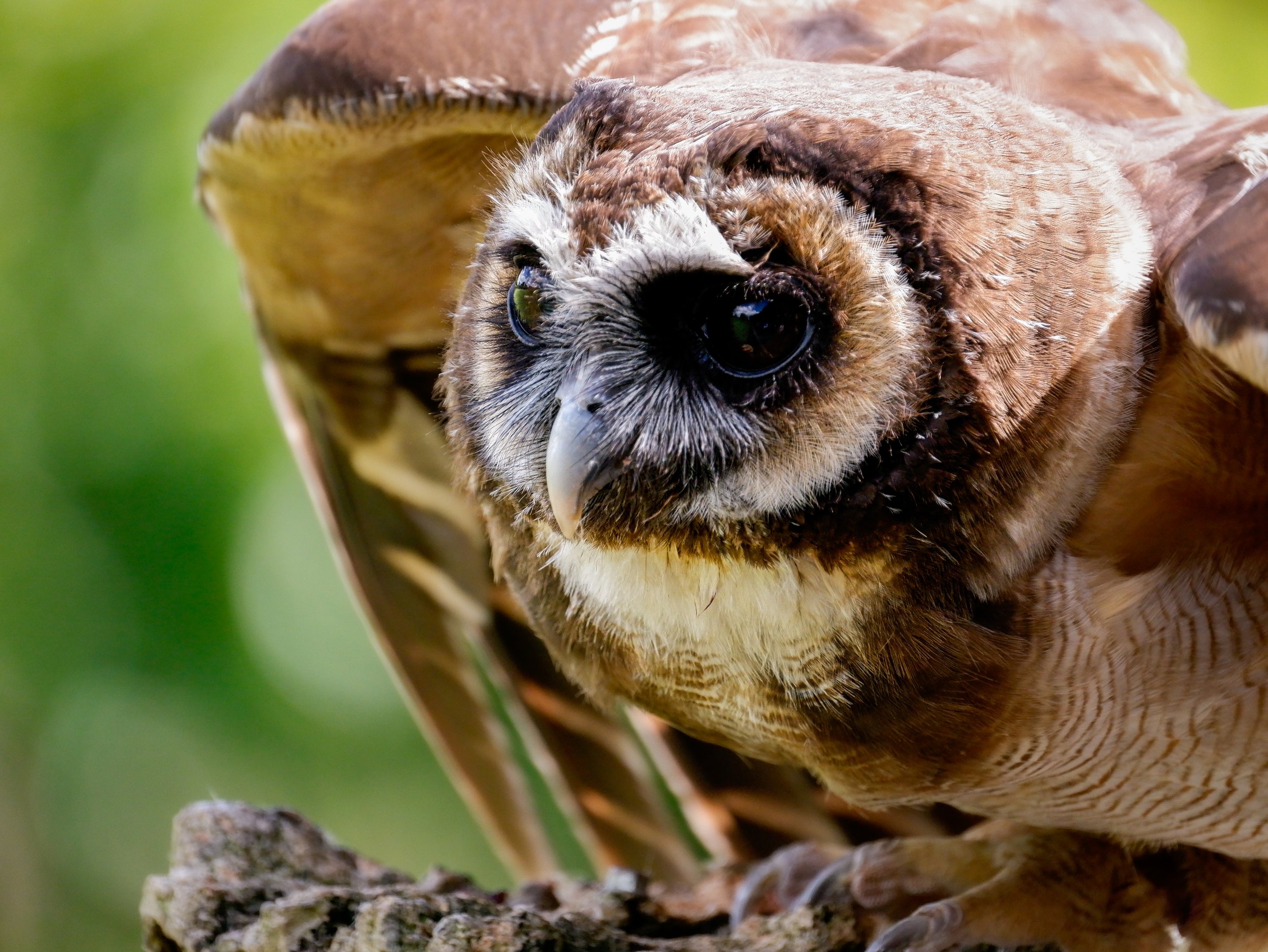 Woody the Wood Owl - Photo Entry 1.jpg