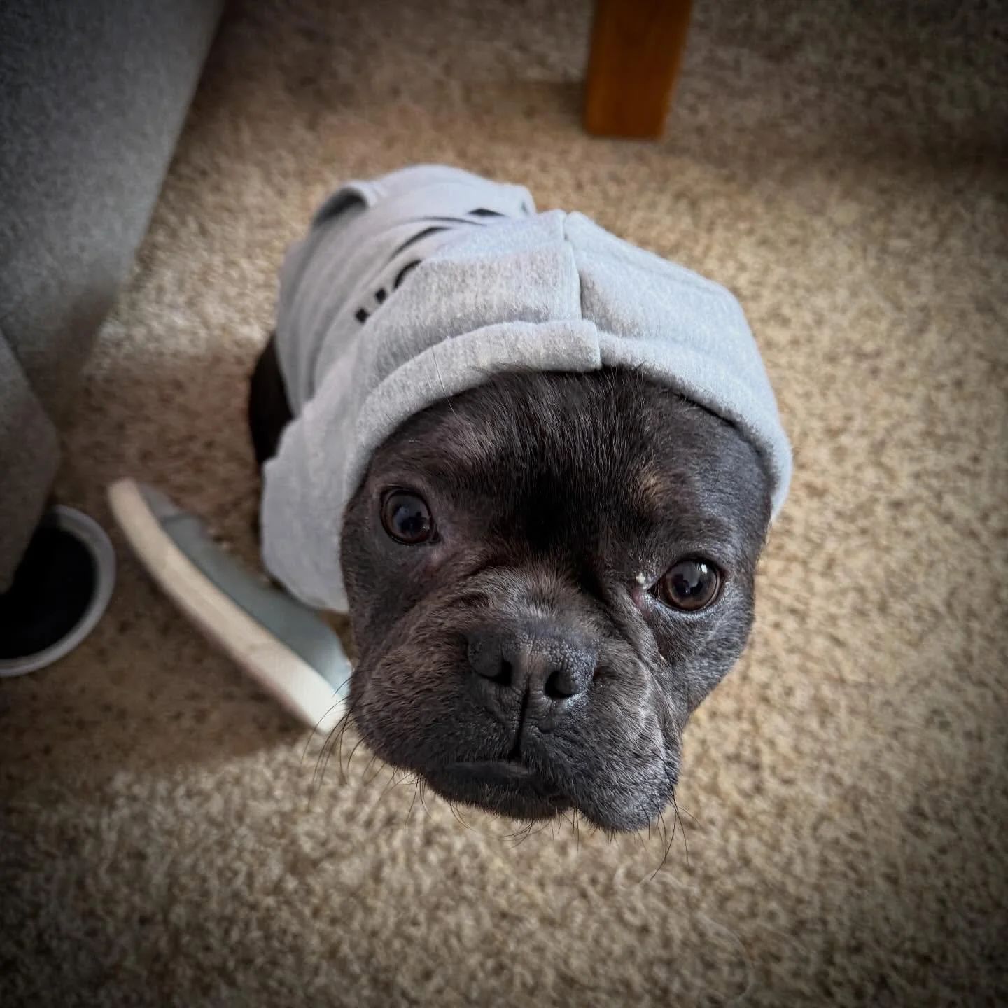 Bowser&rsquo;s grooming day before and after #frenchie #frenchbulldogpuppy