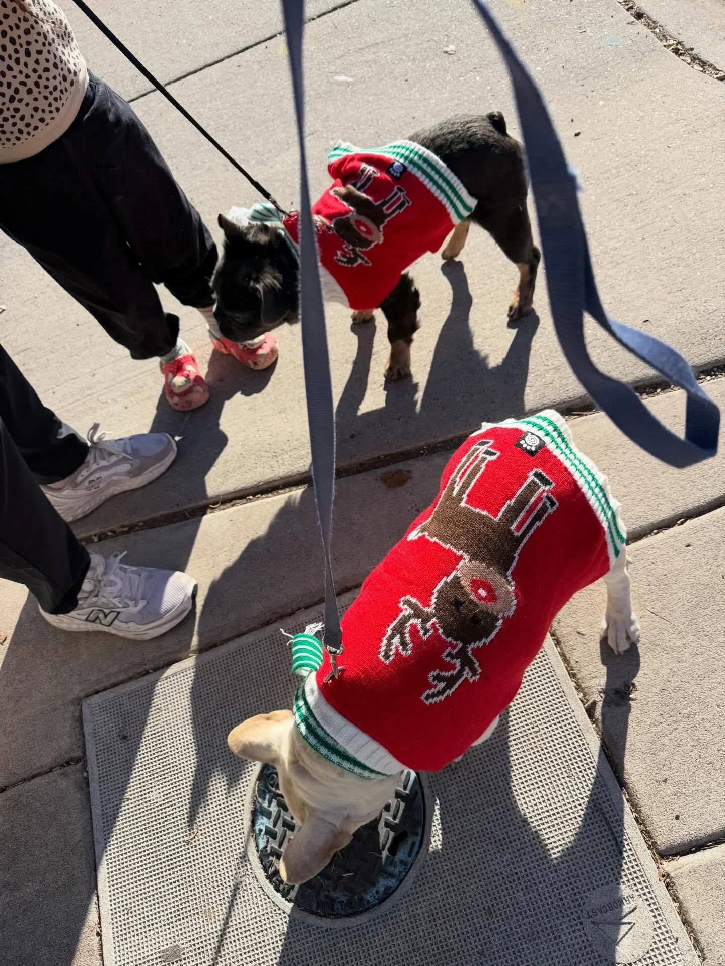 Took the pups to see Santa, but only one was good enough to sit with Santa and Mrs. Claus.  Guess which one&hellip; at least we got these photos haha.