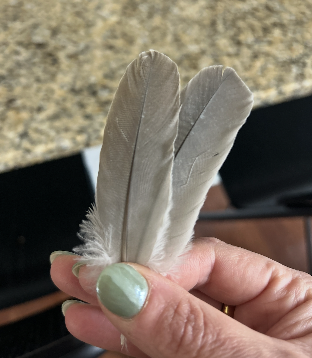 Sacred Feathers: When Nature Speaks