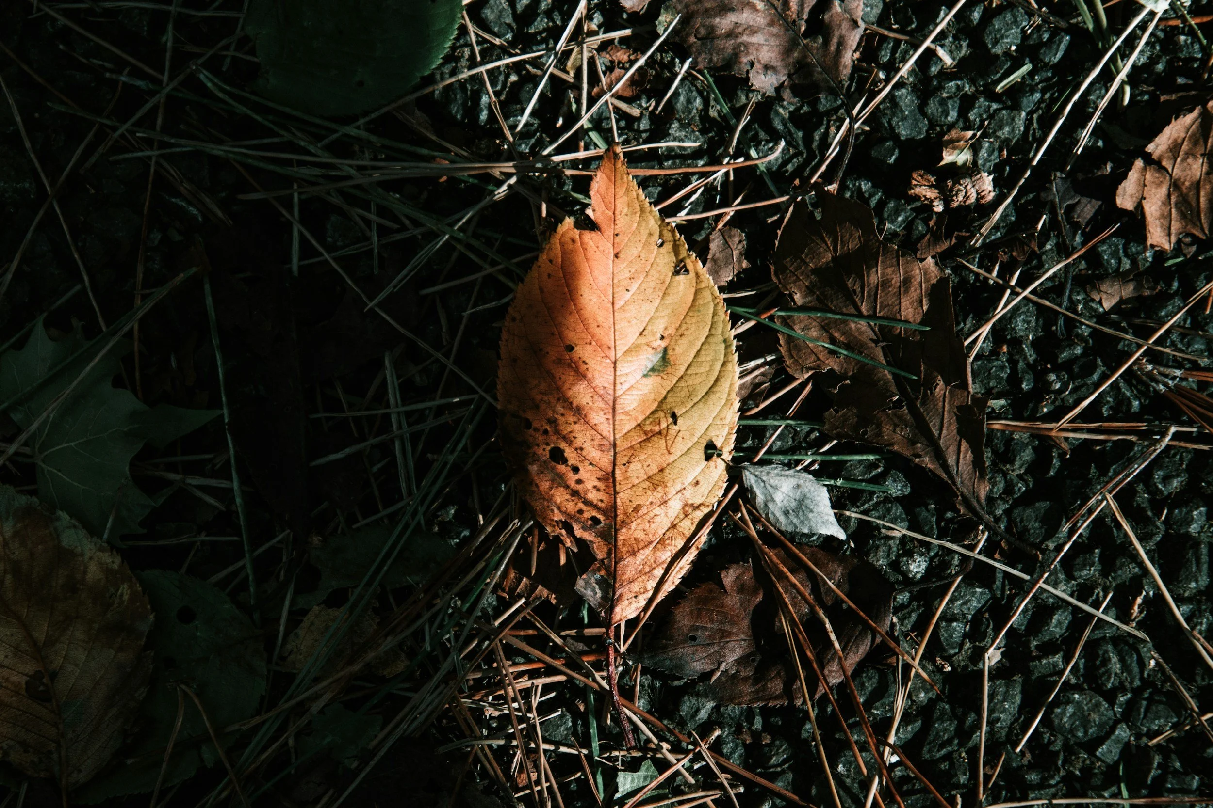The Spark of Fall: Harnessing Tarot Wisdom & the Autumn Harvest Spread