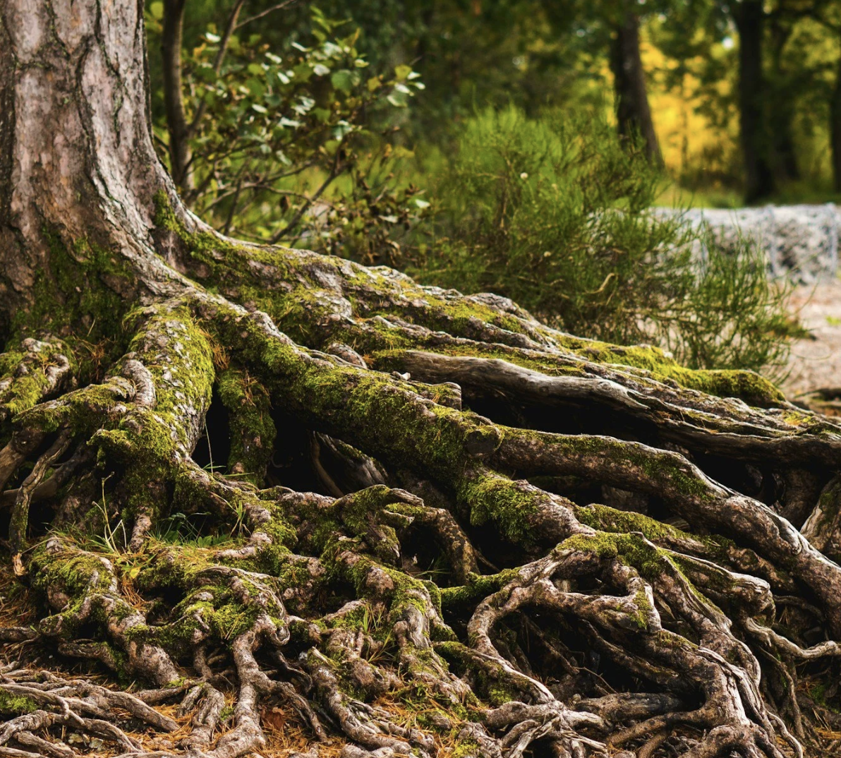 Lesson 2: Ancestral Karma - Healing the Patterns in Your Family Tree
