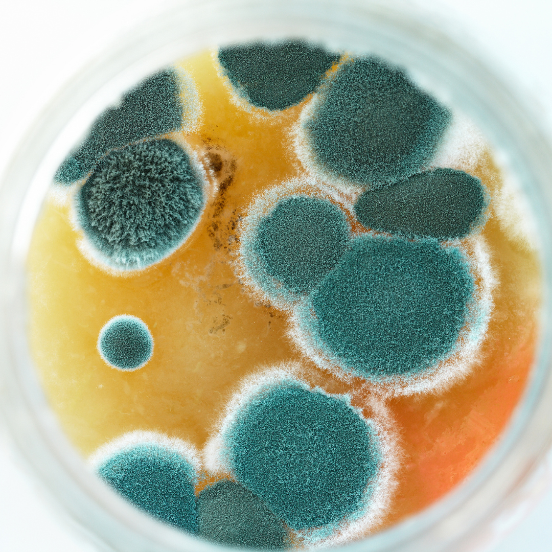 Lesson 4: Understanding Mold