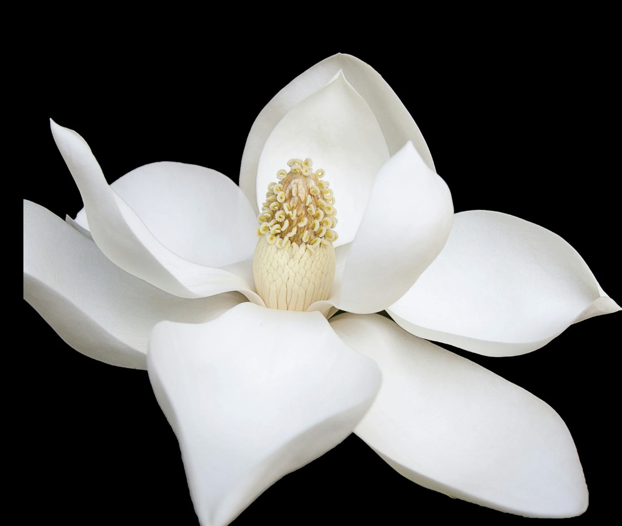 Close-up of a white magnolia flower with creamy yellow center, black background.