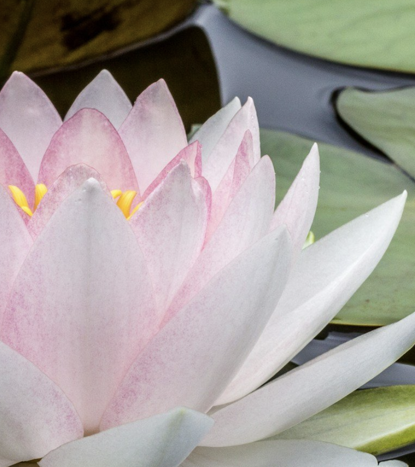 Session 9: Kundalini Yoga & Meditation for Radiance & Elevation