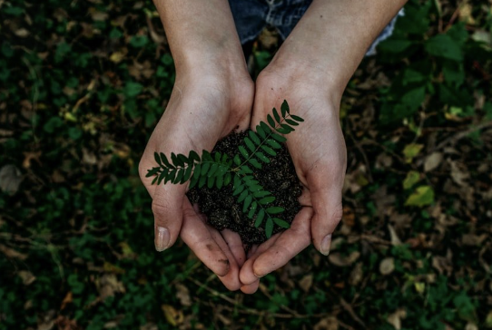Two hands holding soil with a small green fern plant growing from it, outdoors in a forest or garden setting.