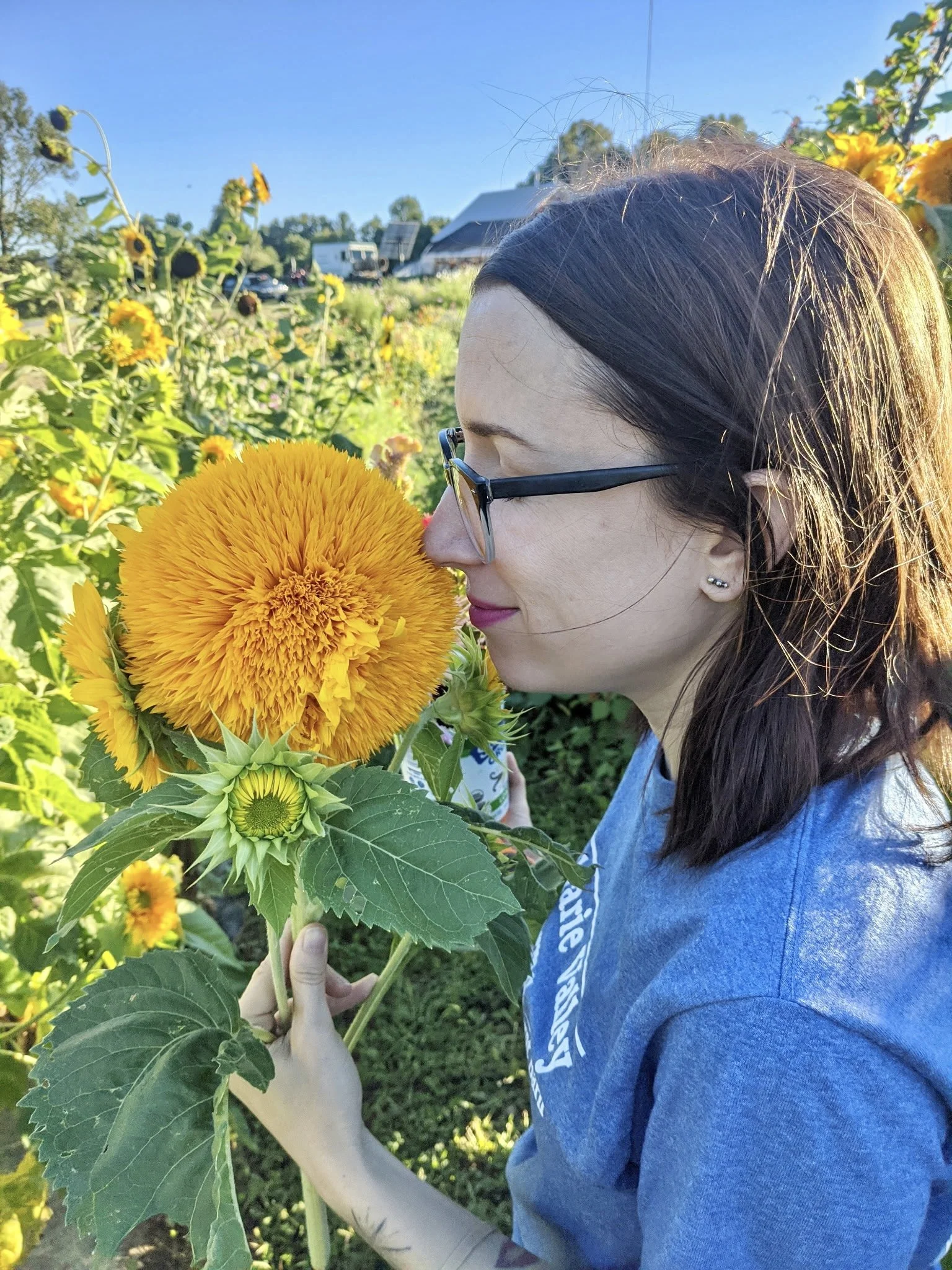 Sunflower sniff at Fox Creek Farm, summer 2022 by Julian Guy.