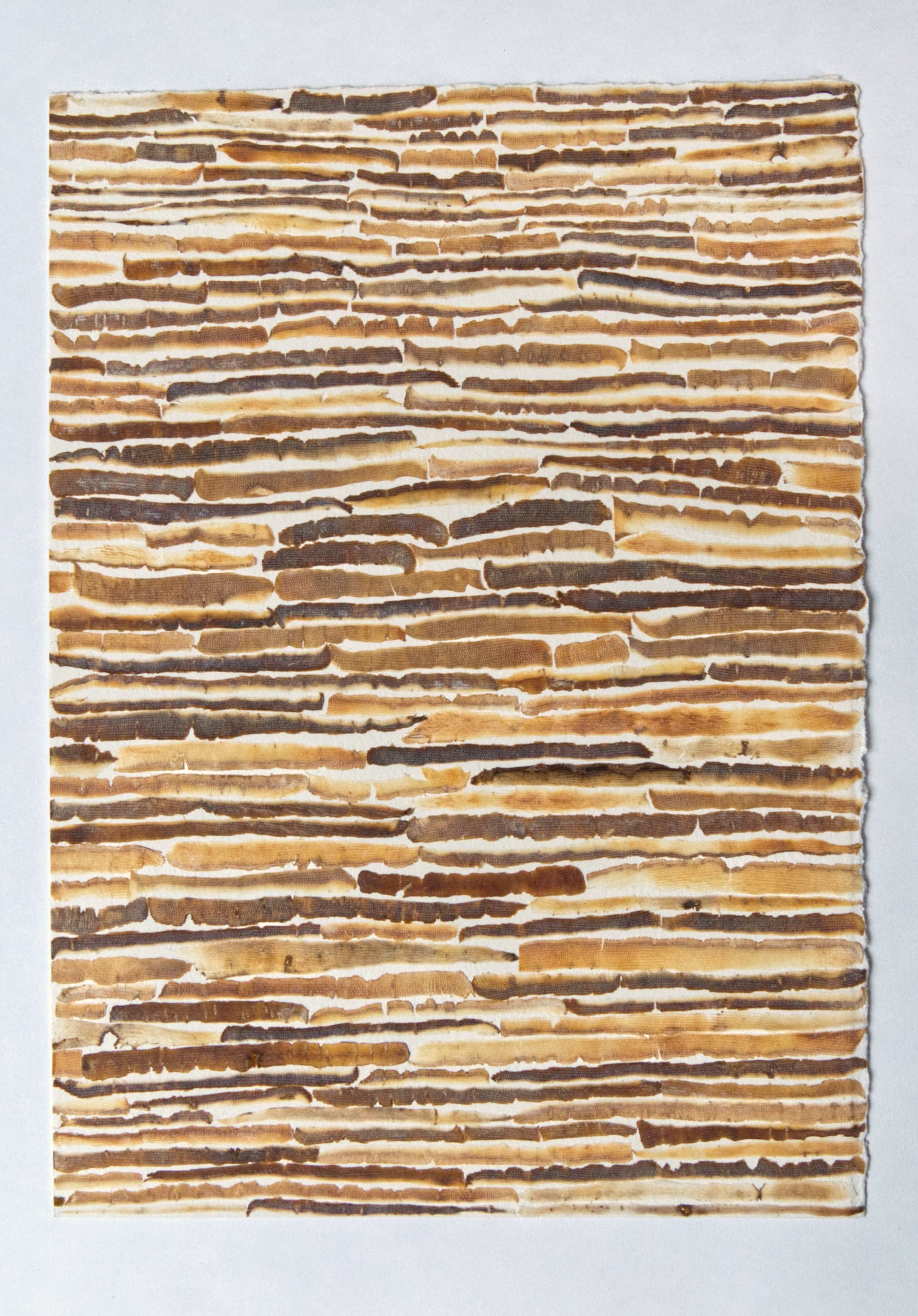 The shape of words in my mouth, carrot peel, paper, London, 2019-2020