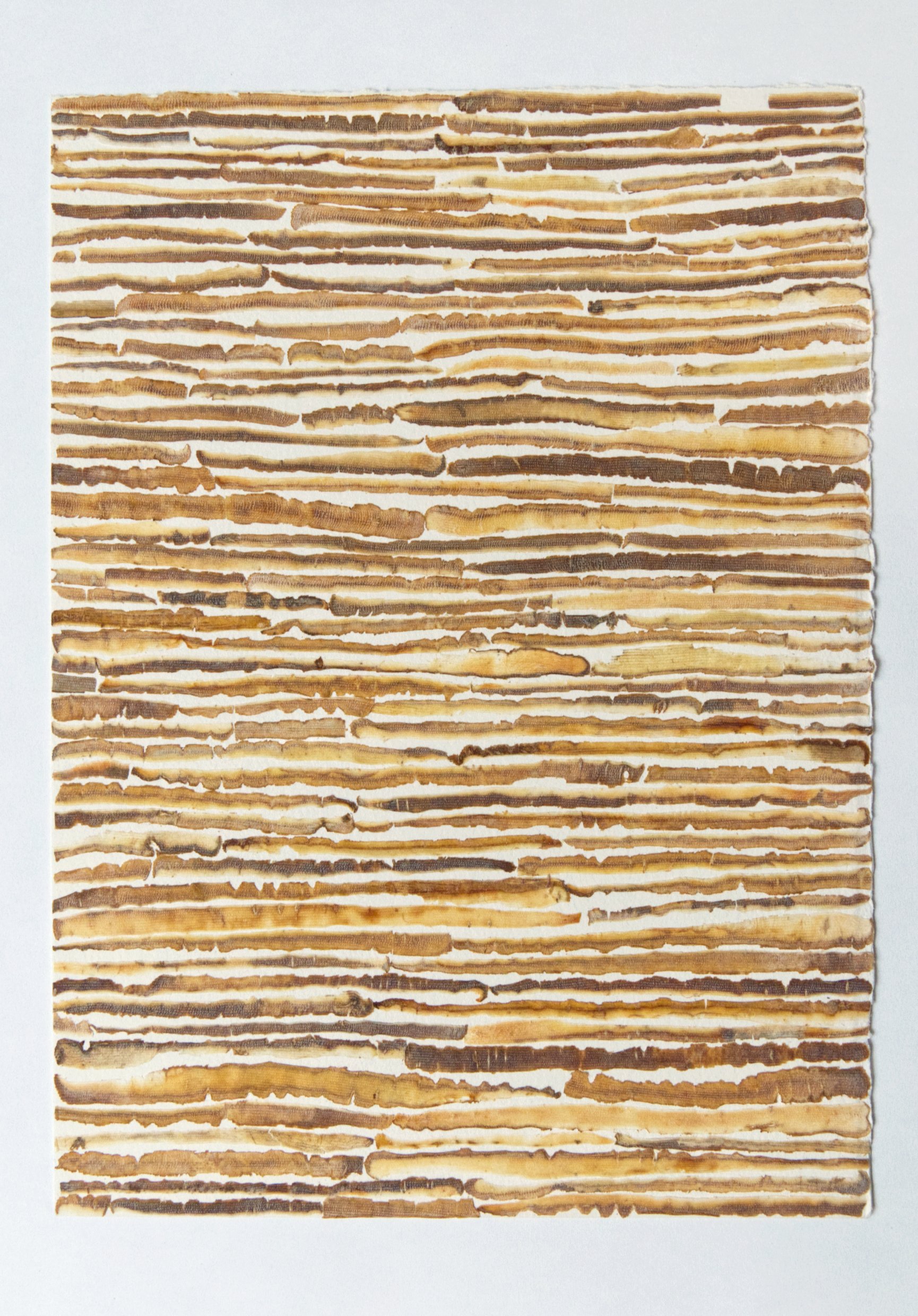 The shape of words in my mouth, carrot peel, paper, London, 2019-2020