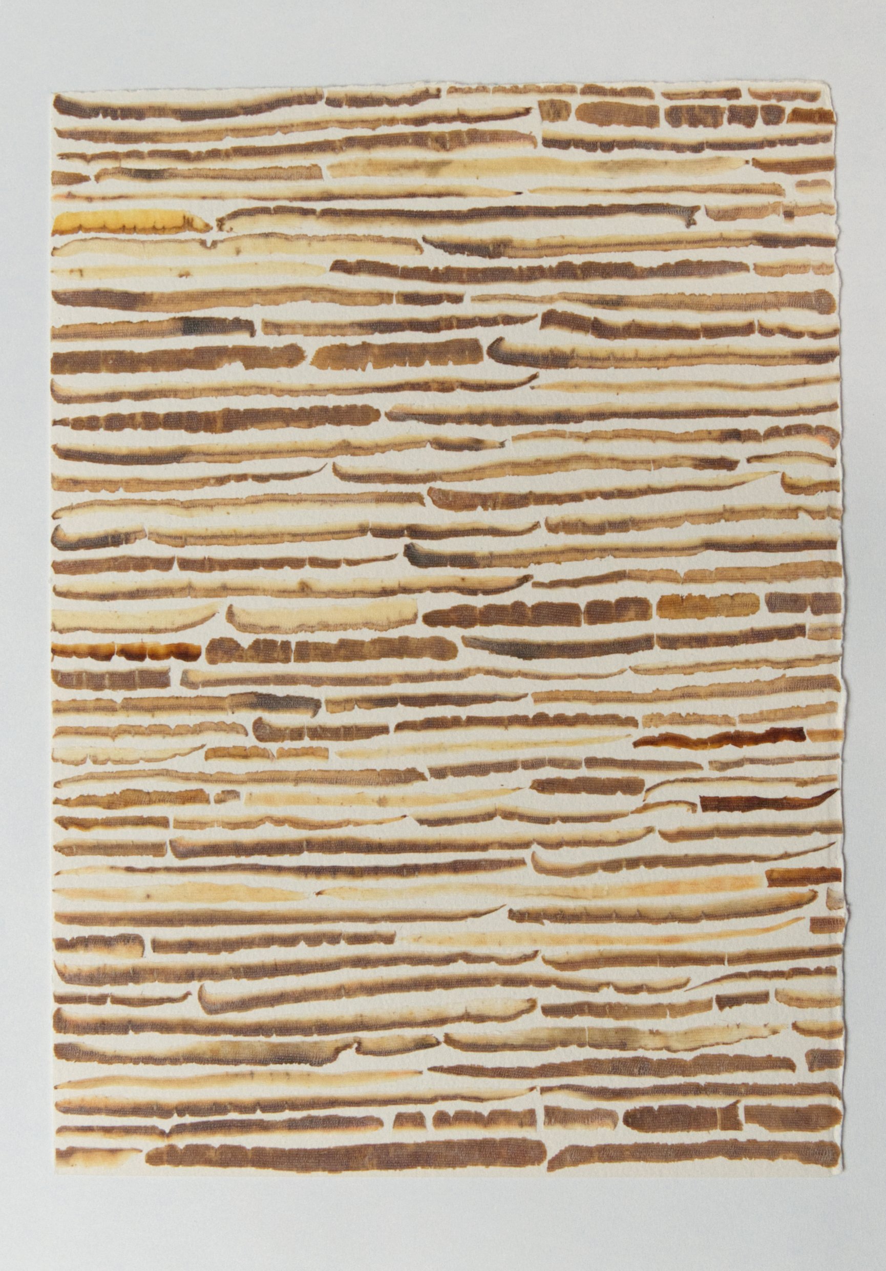 The shape of words in my mouth, carrot peel, paper, London, 2019-2020