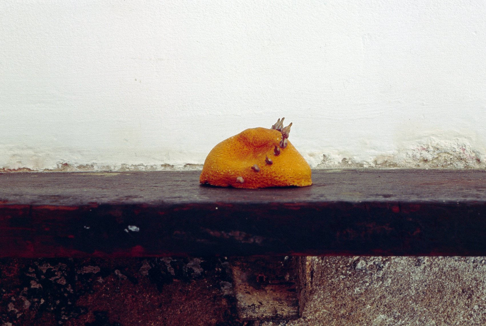 The dreamt, orange peel, grape pips, plasticine, clingfilm, plastic bag, wallpaper, London, U.K, 2006
