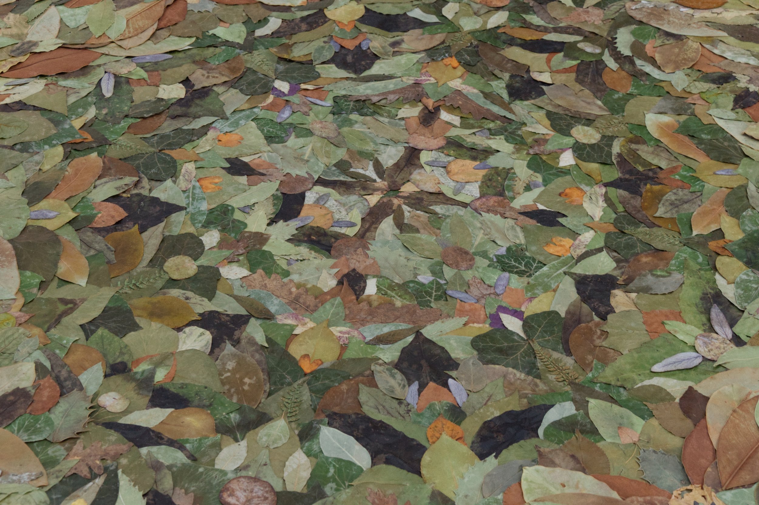 Matter as the densest form of energy – energy as the lightest form of matter, leaves collected from Chiswick Gardens, wax, lacquer, London, U.K, 2021