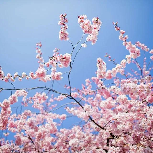 Spring to Life