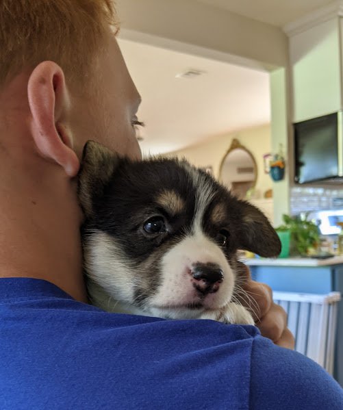 puppy on lij.jpg
