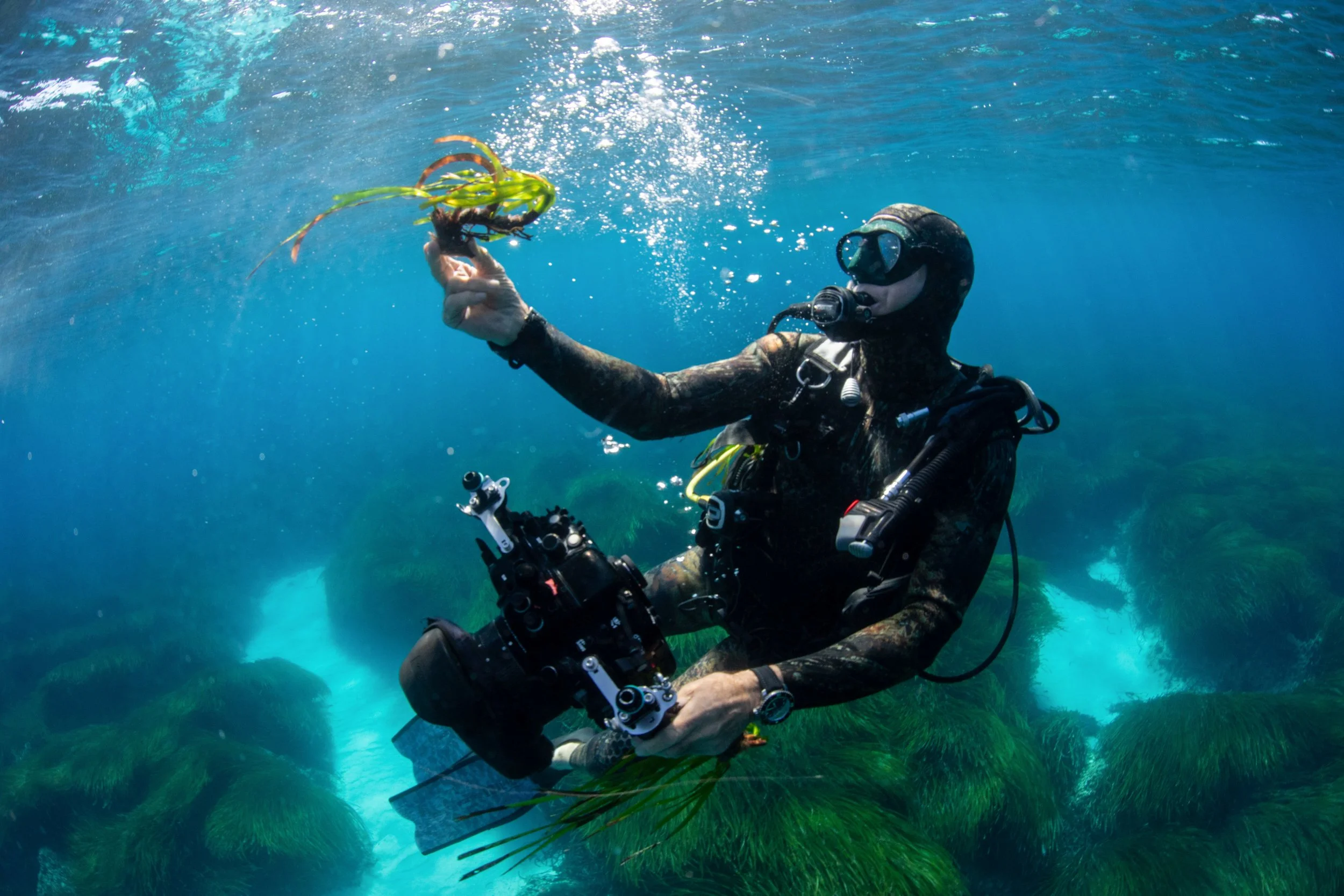 Posidonia Expedition with Vellmari