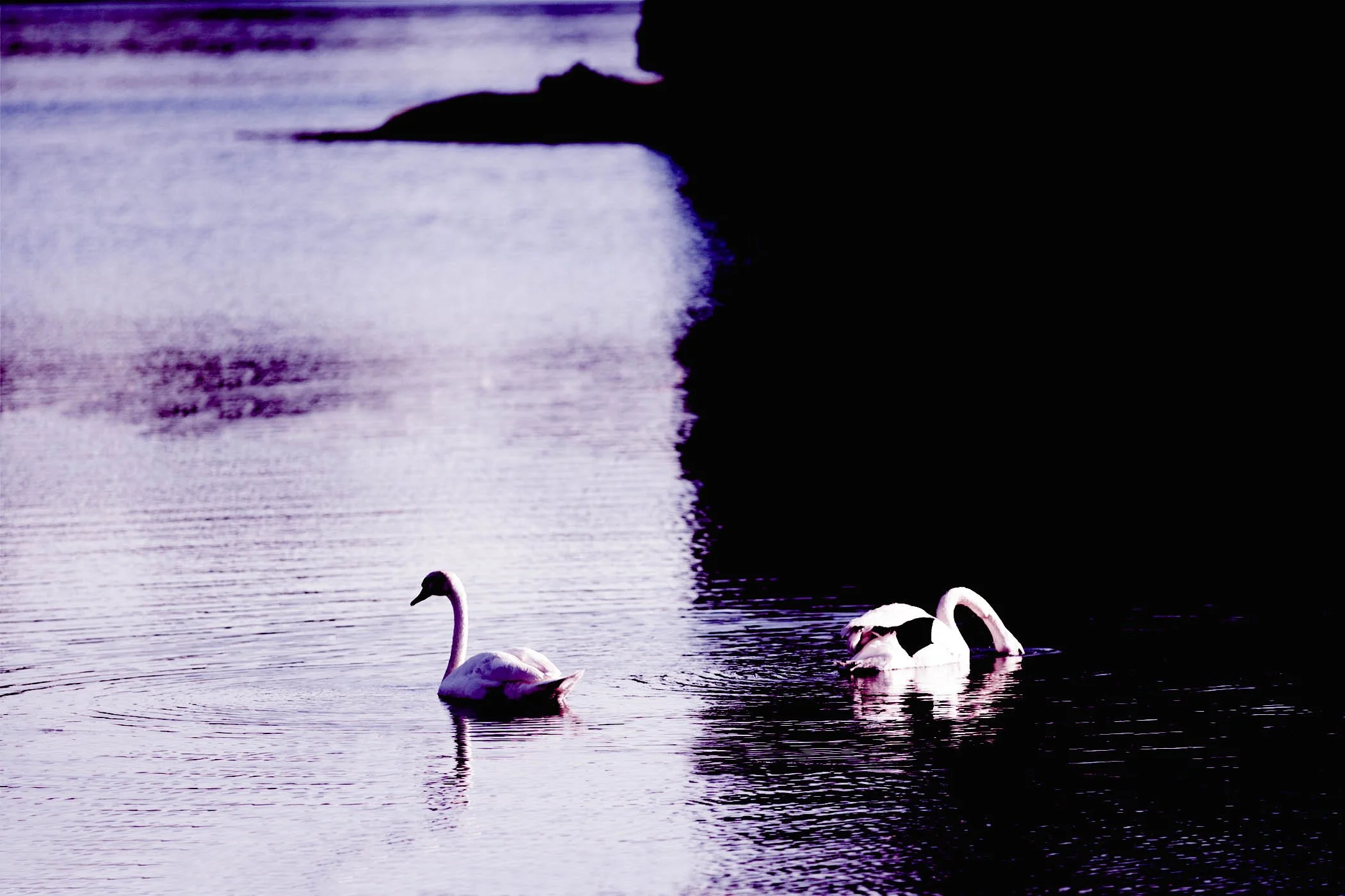 swimming buddies 2.jpg
