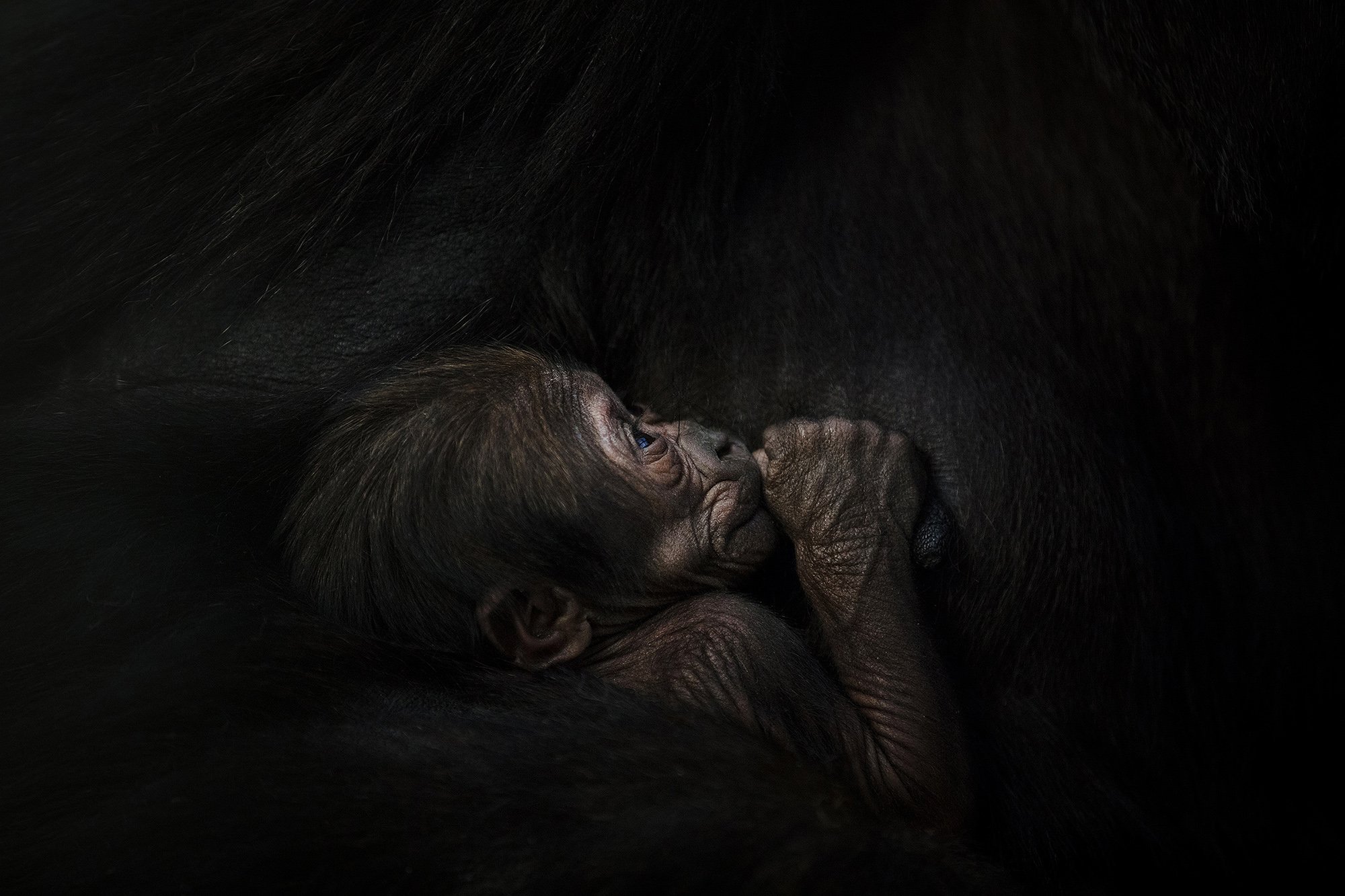 Dublin_Zoo_Gorilla.jpg