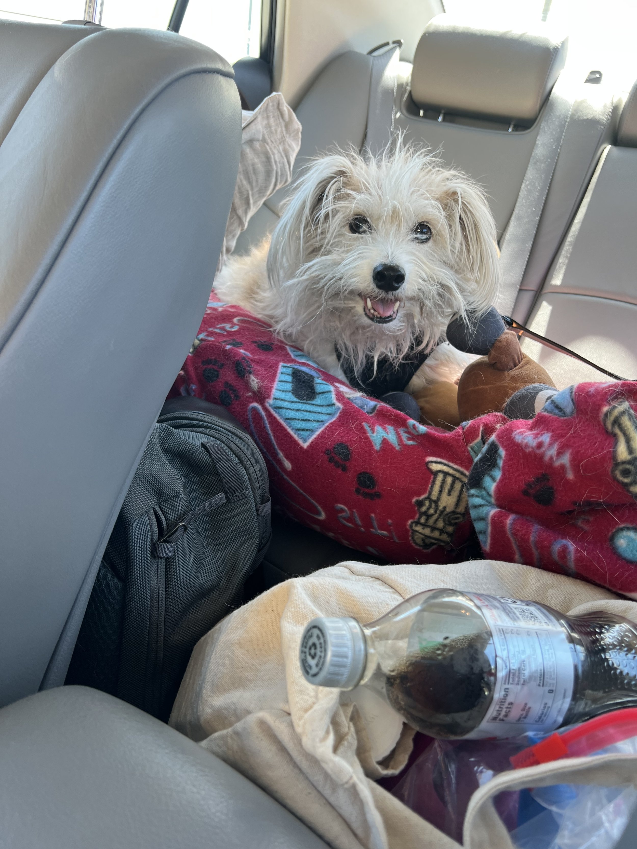 The trip back from Mexico City, 2022 - Alice was a perfect traveler