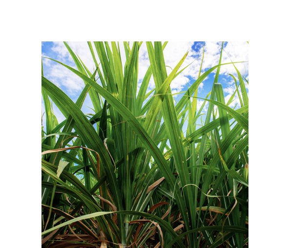 Transparency from farm to shelf