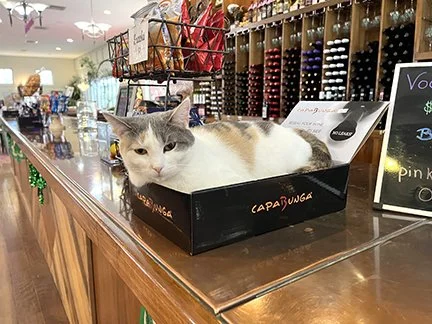 Meow Mixer: Spayapalooza 