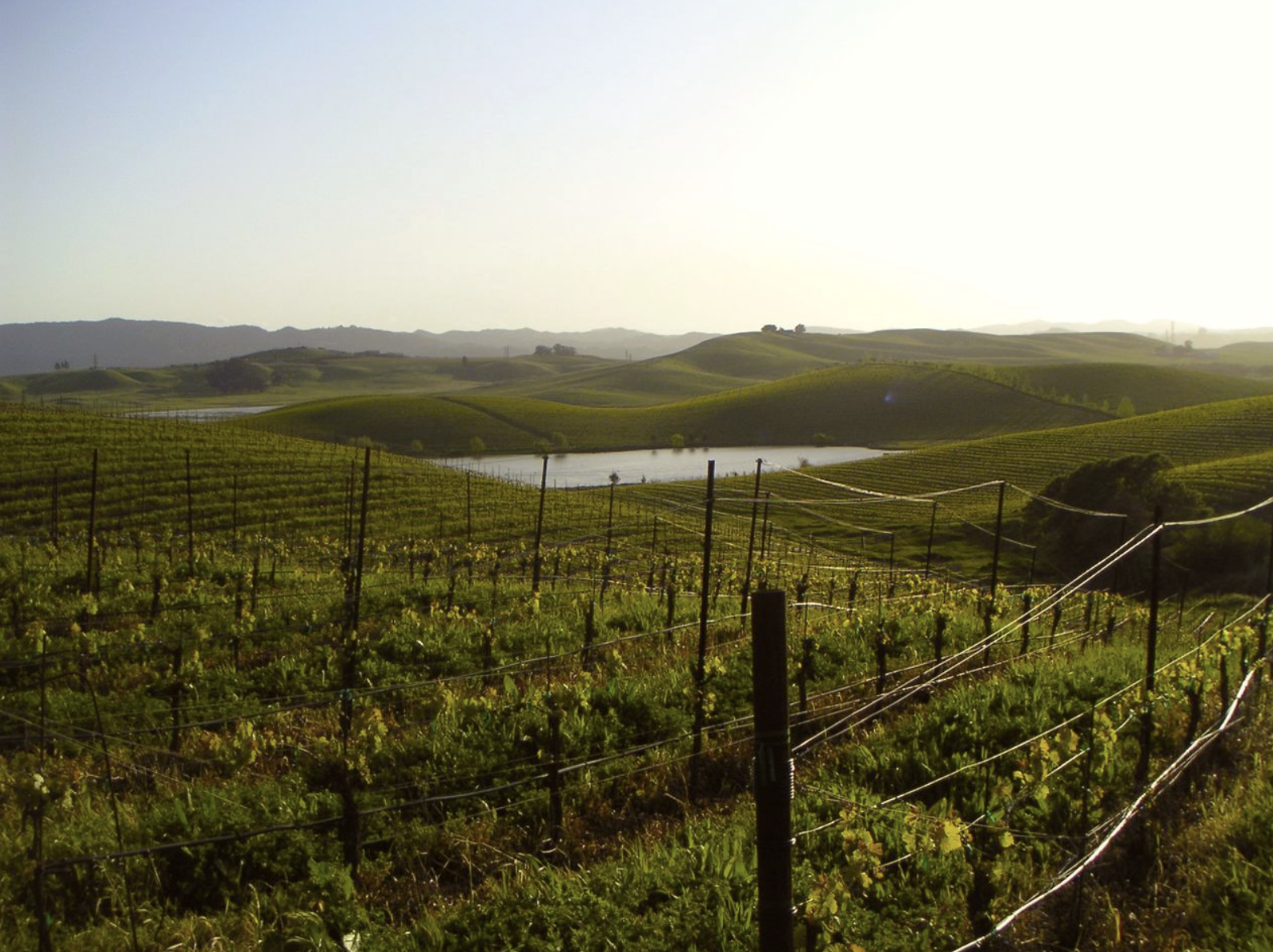 LOLA Sonoma Coast vineyard