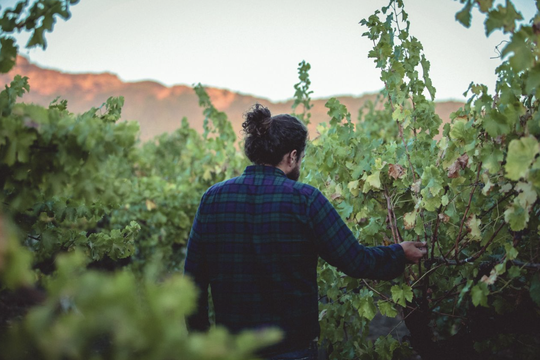 Seth Cripe in the vineyard Napa Valley