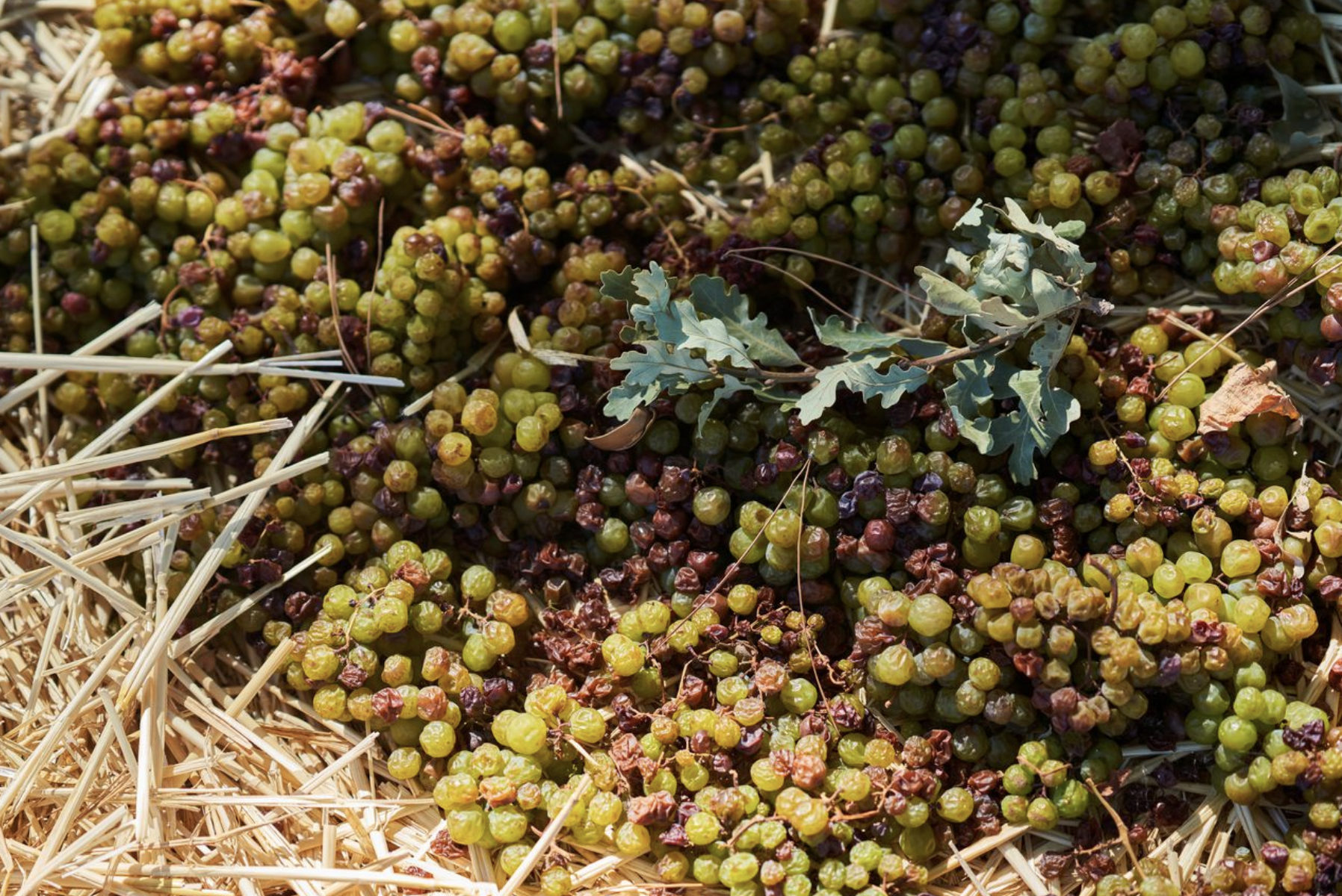 Straw wine - Vin de paille LOLA Wines California
