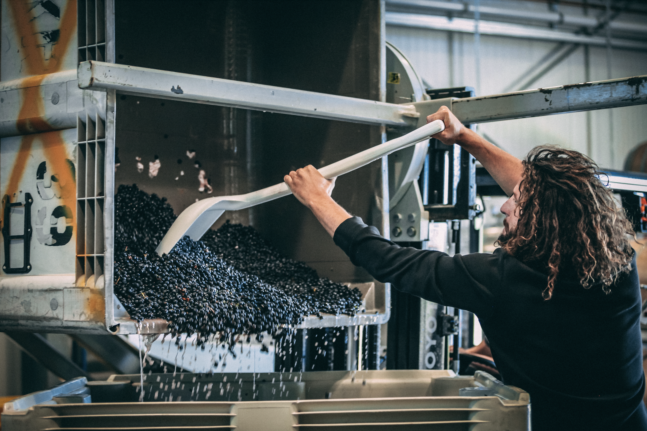 Grapes pulled out of a bin napa Valley