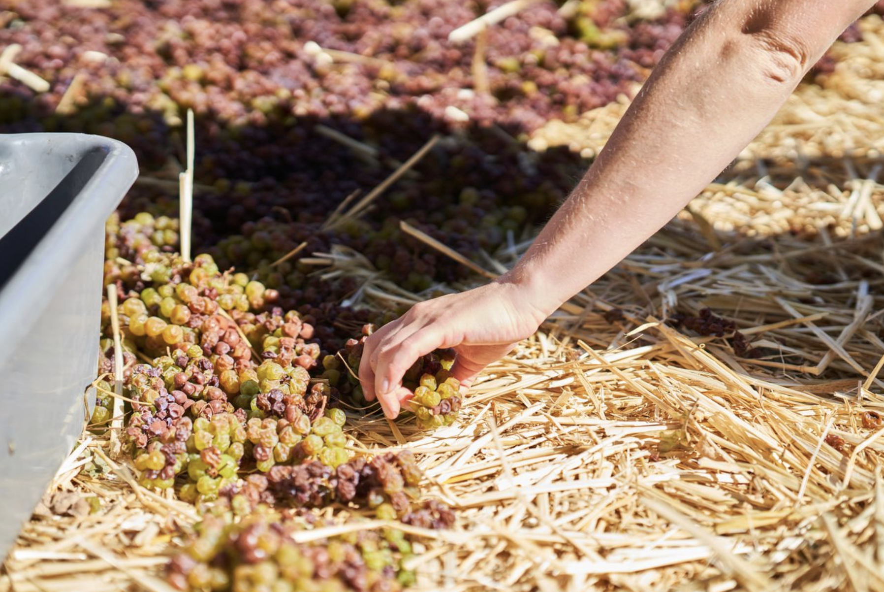 Straw wine - Vin de paille LOLA Wines California