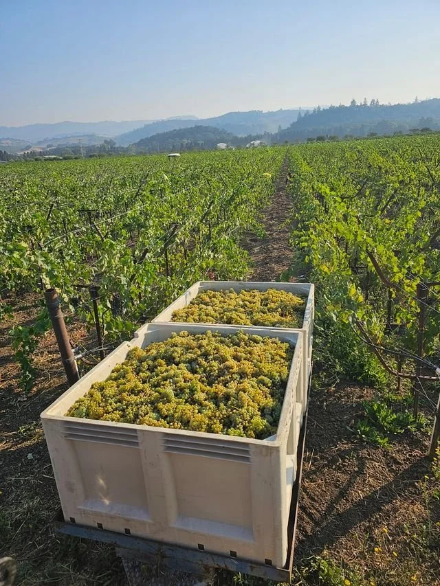 LOLA Harvest Sonoma Coast