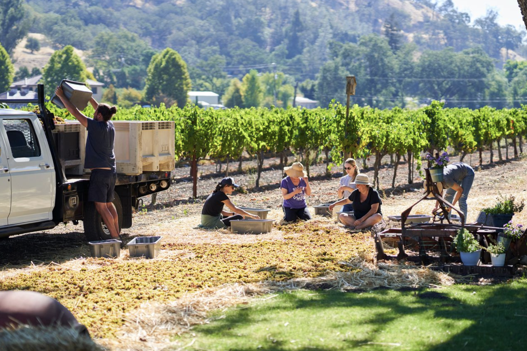 Straw wine - Vin de paille LOLA Wines California