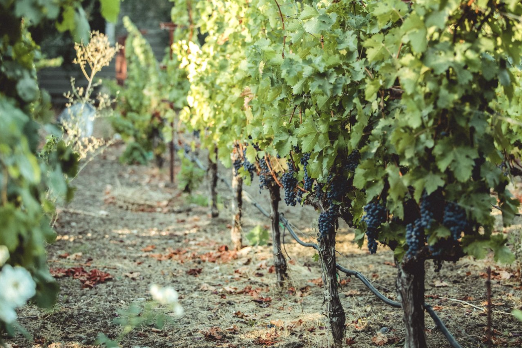 LOLA Vineyard zinfandel Napa Valley St Helena