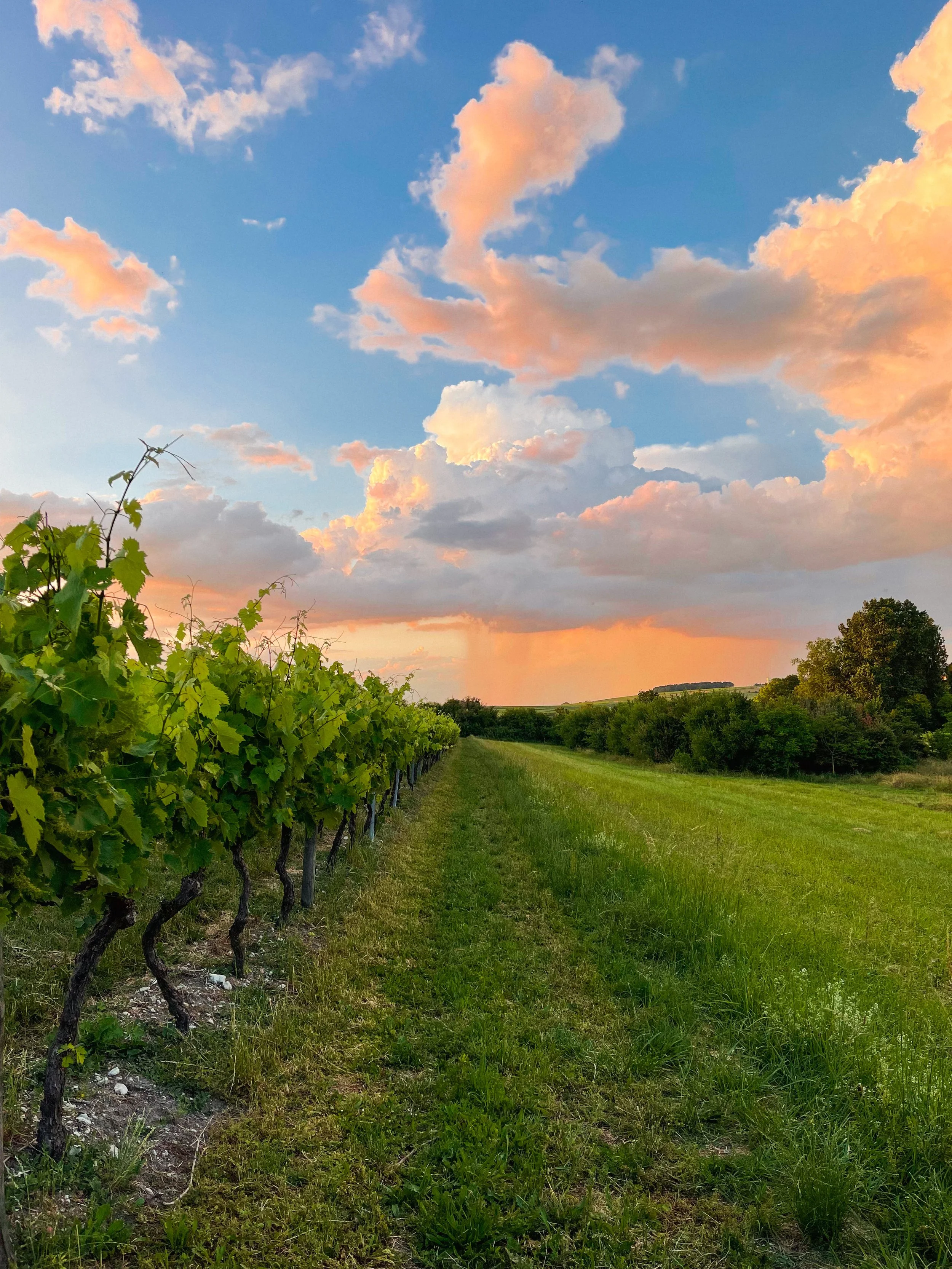 The grounds bordered by vineyards