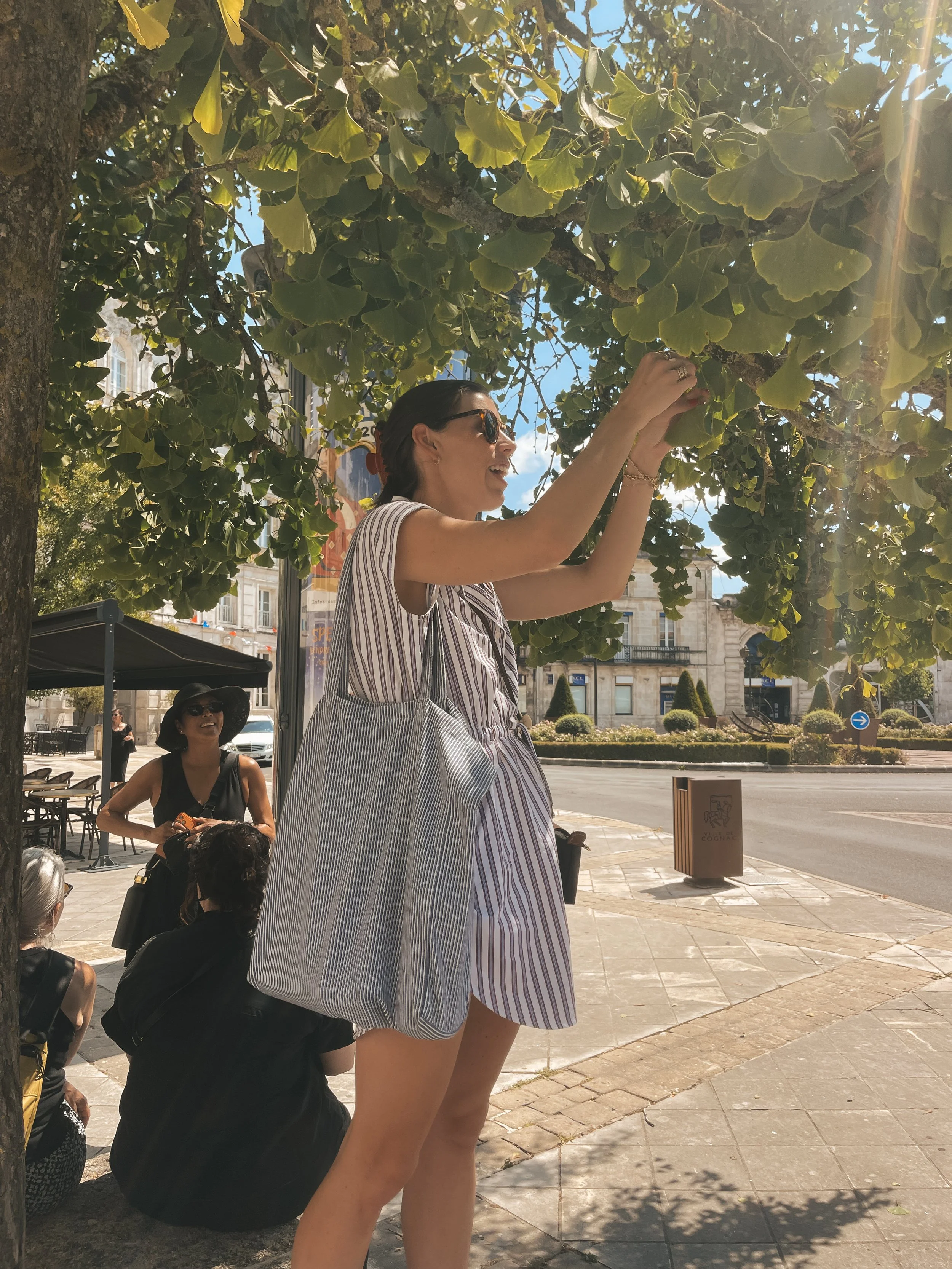 Searching for the perfect Ginkgo leaf in Cognac