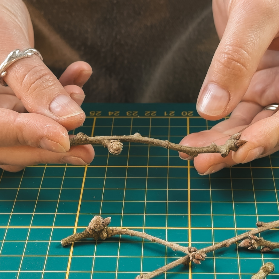 How to source your twig 