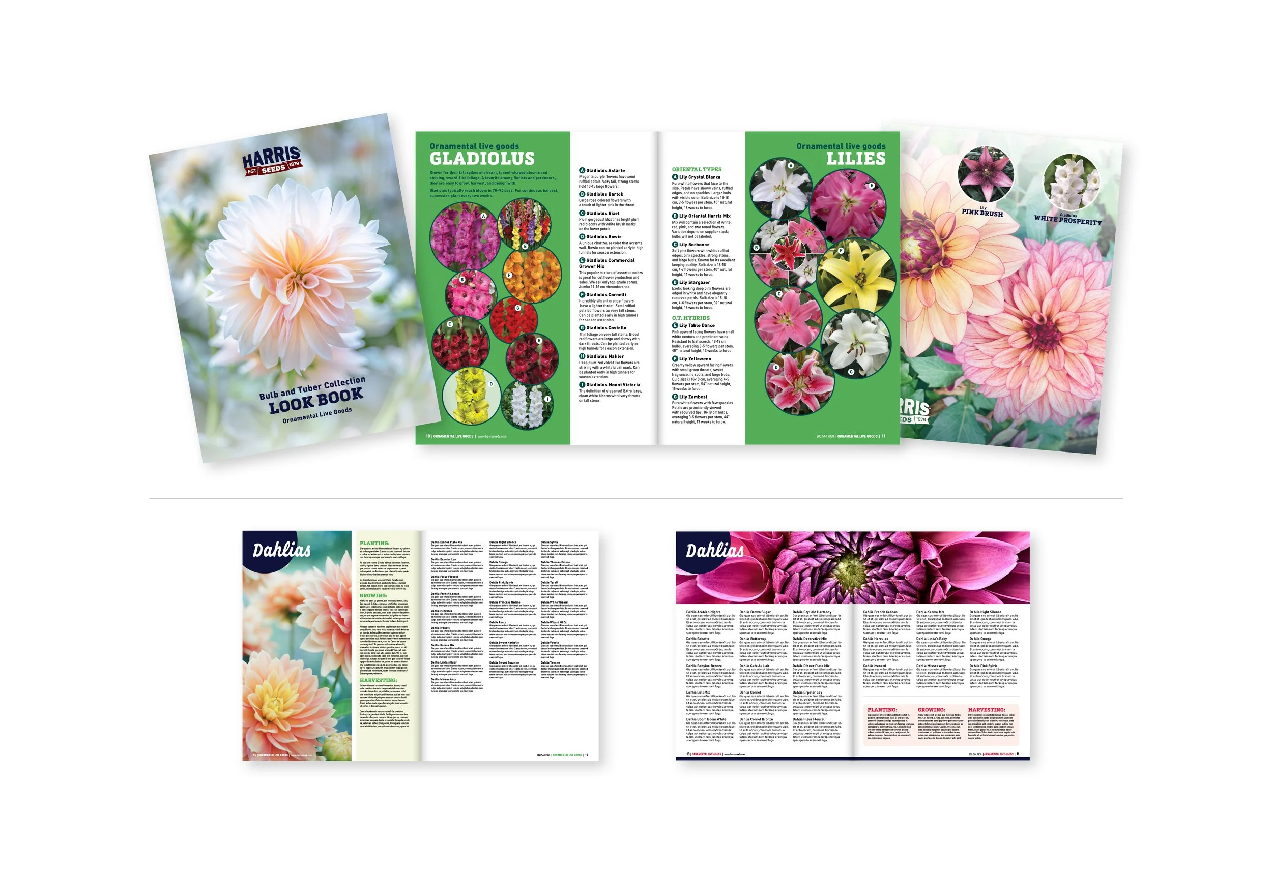 Sales aid — Designed to highlight a range of Dahlia, Gladiolus, and Lily bulbs and tuber offerings.
Alternate layouts below. 